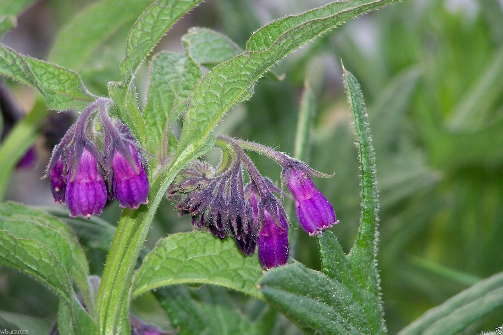 Comfrey Seed (Symphytum Officinale) Used As a Healing Herb for Centuries 10 Seed