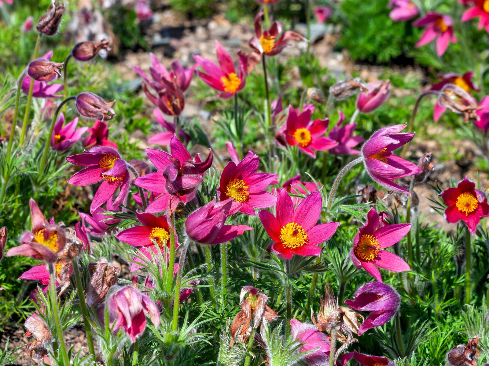10 RED ANEMONE Pulsatilla Vulgaris PASQUE FLOWER Seeds *Flat S/H