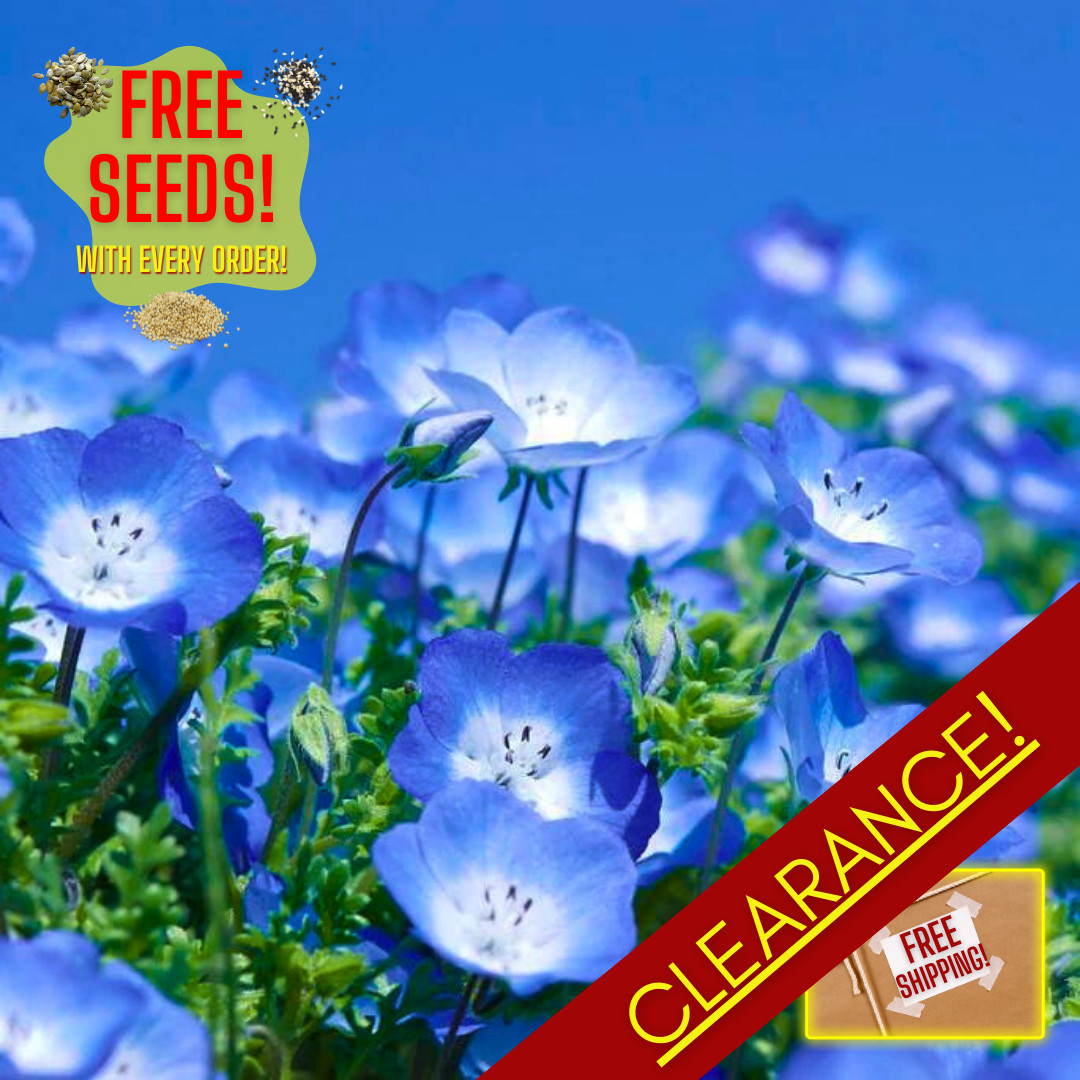 Fresh Baby Blue Eyes Flower Seeds | Heirloom Non-GMO | Flower Seeds