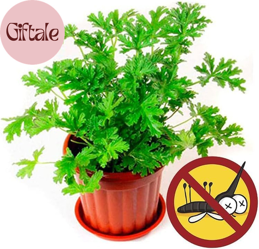 1600 Citronella Plant Seeds for Planting – Non-Gmo Mosquito Plant Seeds- Citrone