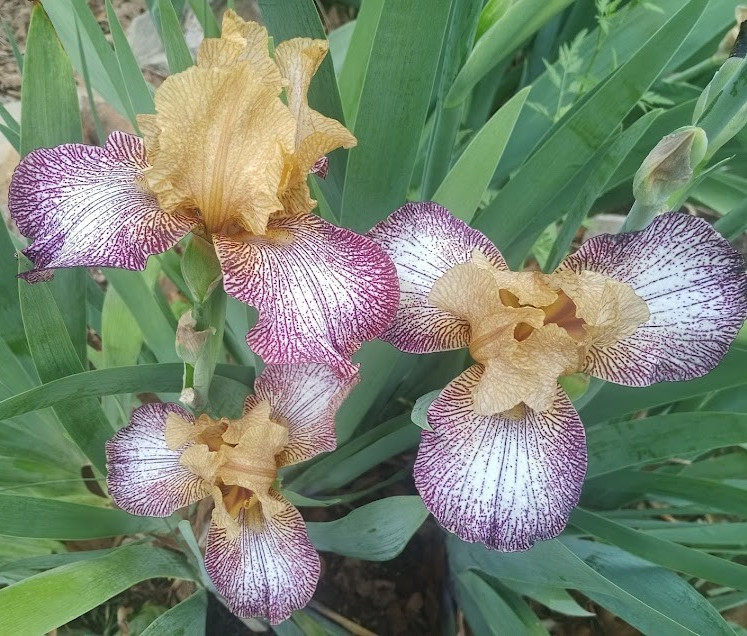 (4) TALL BEARDED IRIS RHIZOME RANDOM MIX BEAUTIFUL FLOWERS ROOT GARDEN PLANTS