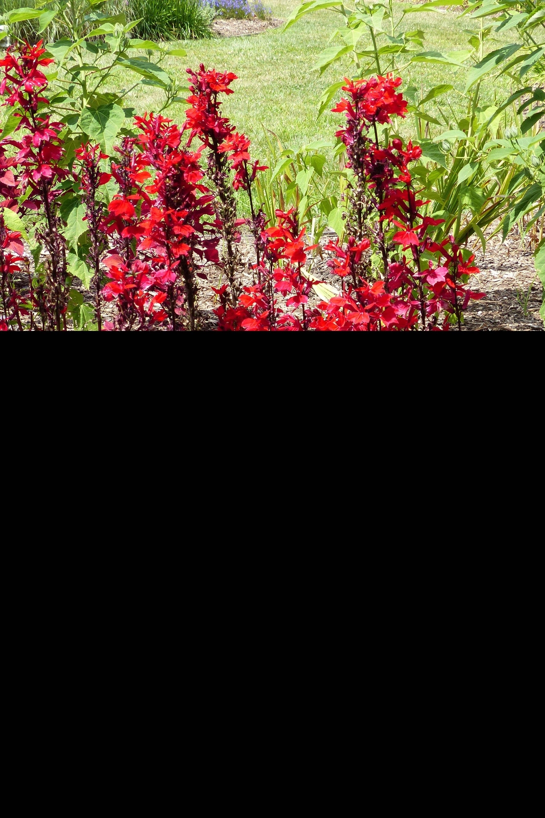 300 CARDINAL FLOWER LOBELIA Cardinalis Flower Seeds