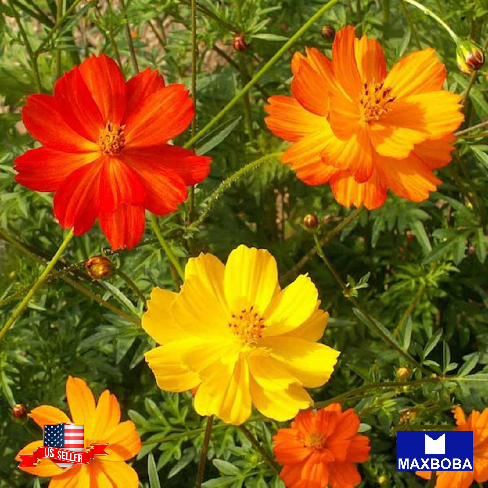 Cosmos Seeds Bright Lights Non-GMO