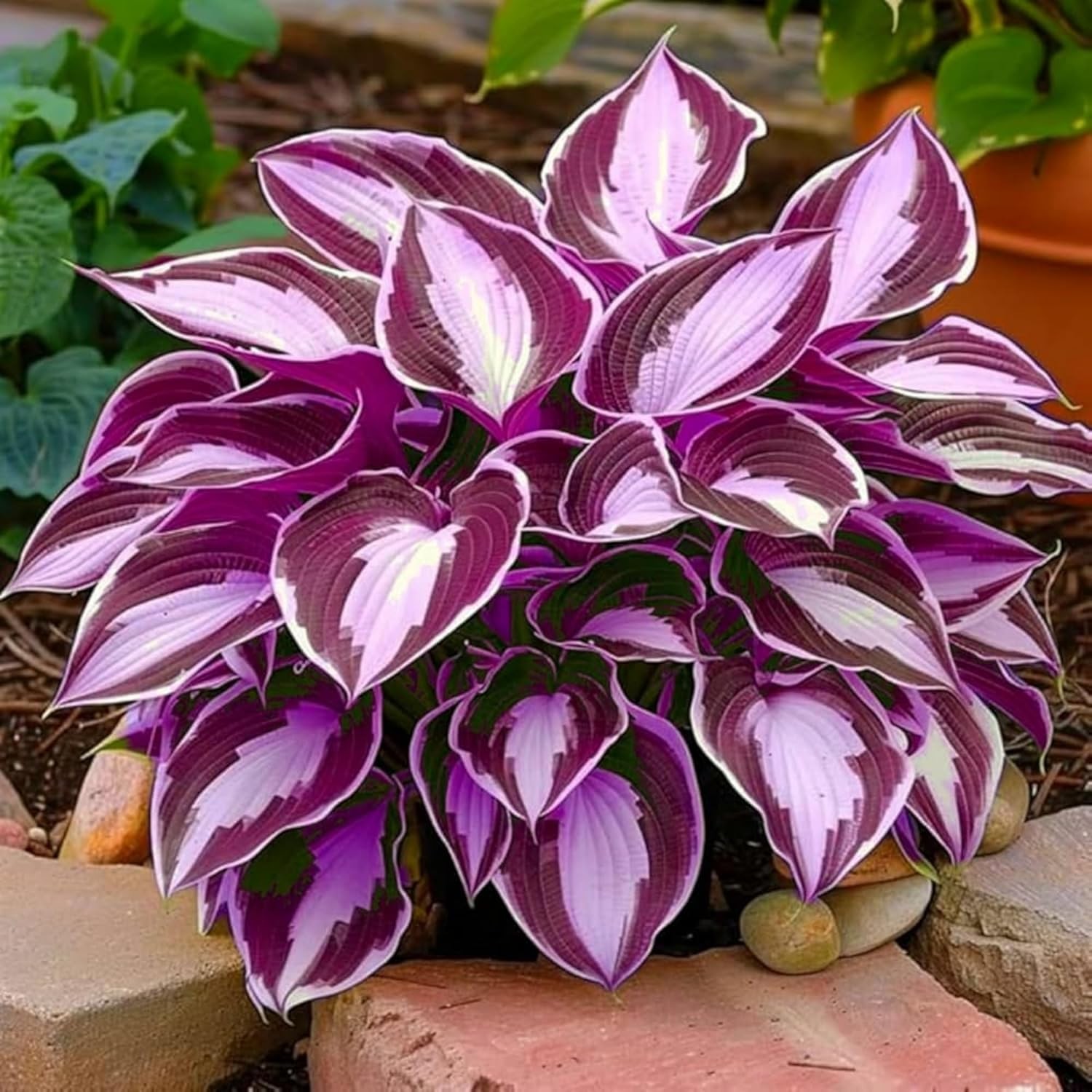 330+ Hosta Seeds for Planting – Perennial Outdoor Garden