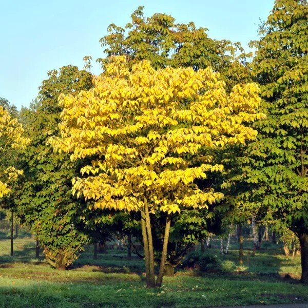 BLUE SAUSAGE FRUIT TREE SEEDS Edible & Ornamental Shrub Decaisnea fargesii Hardy