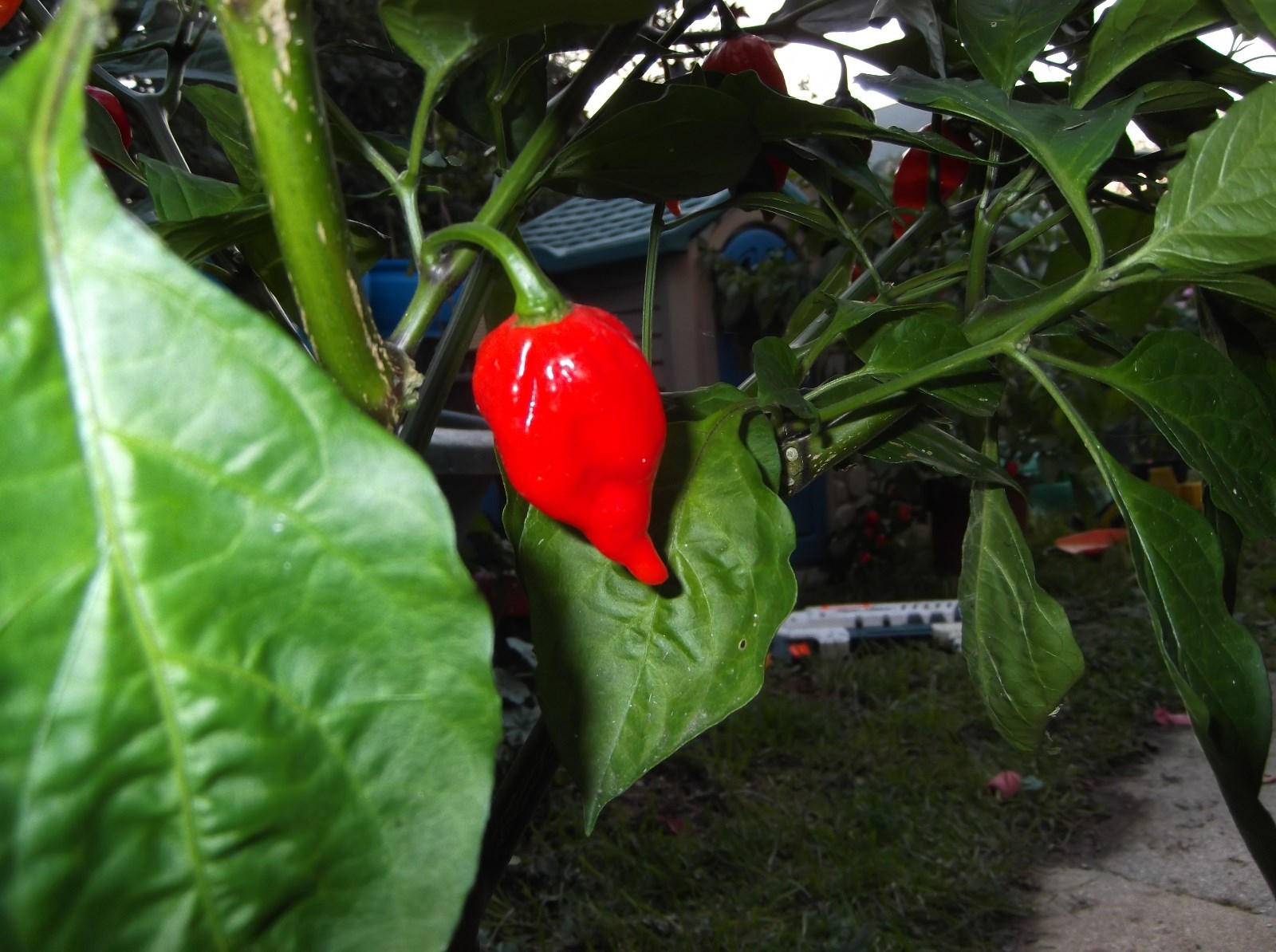 GHOST PEPPER ‘BHUT JOLOKIA’ MEGA HOT PEPPER! COMB. S/H! SEE OUR STORE!