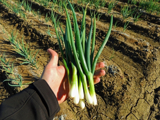 200 Organic Tokyo Long White Bunching Onion Seeds, Scallions, NON-GMO