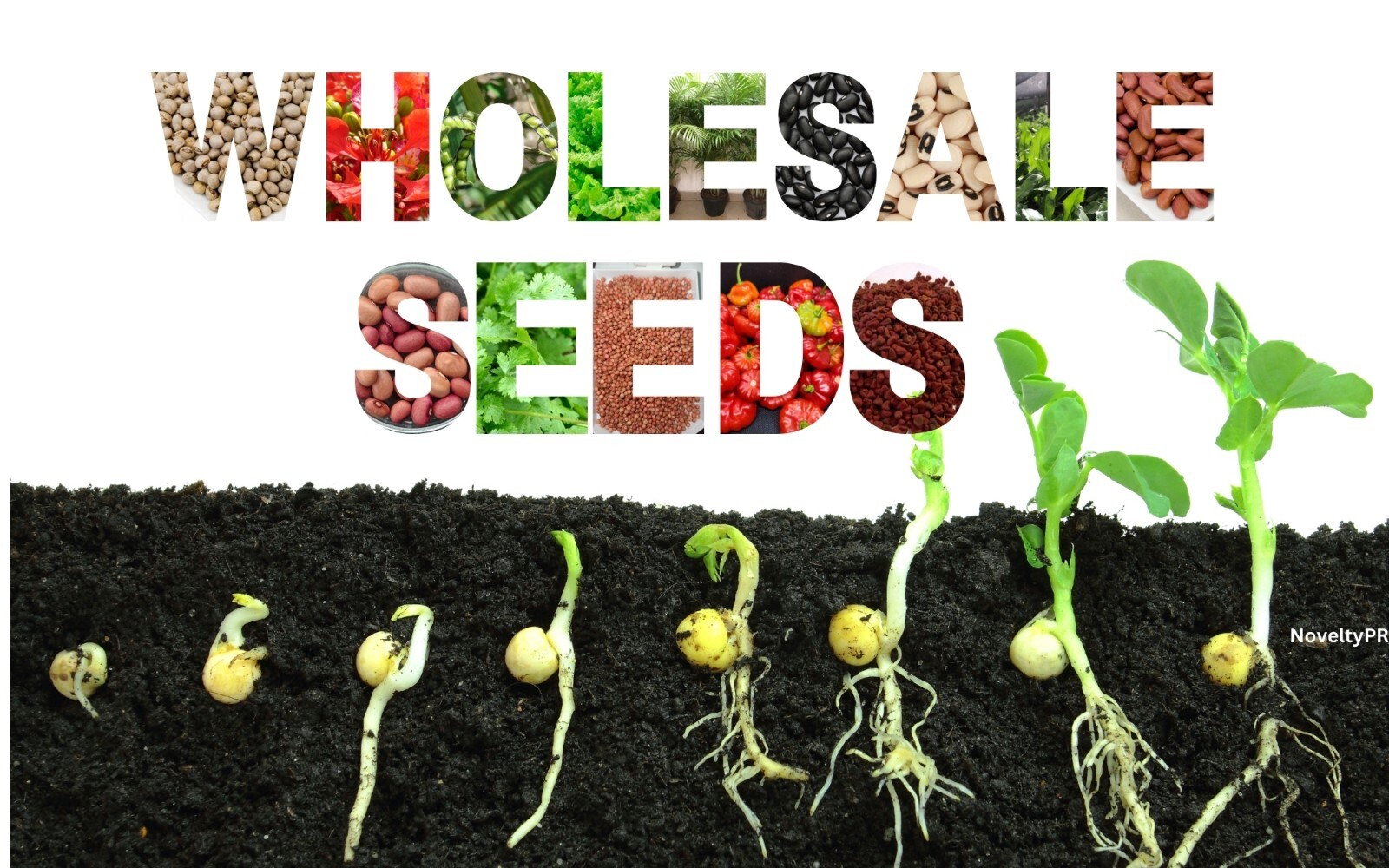 Wholesale Seeds, Semillas al por mayor, Puerto Rico, gandules, beans, hydroponic