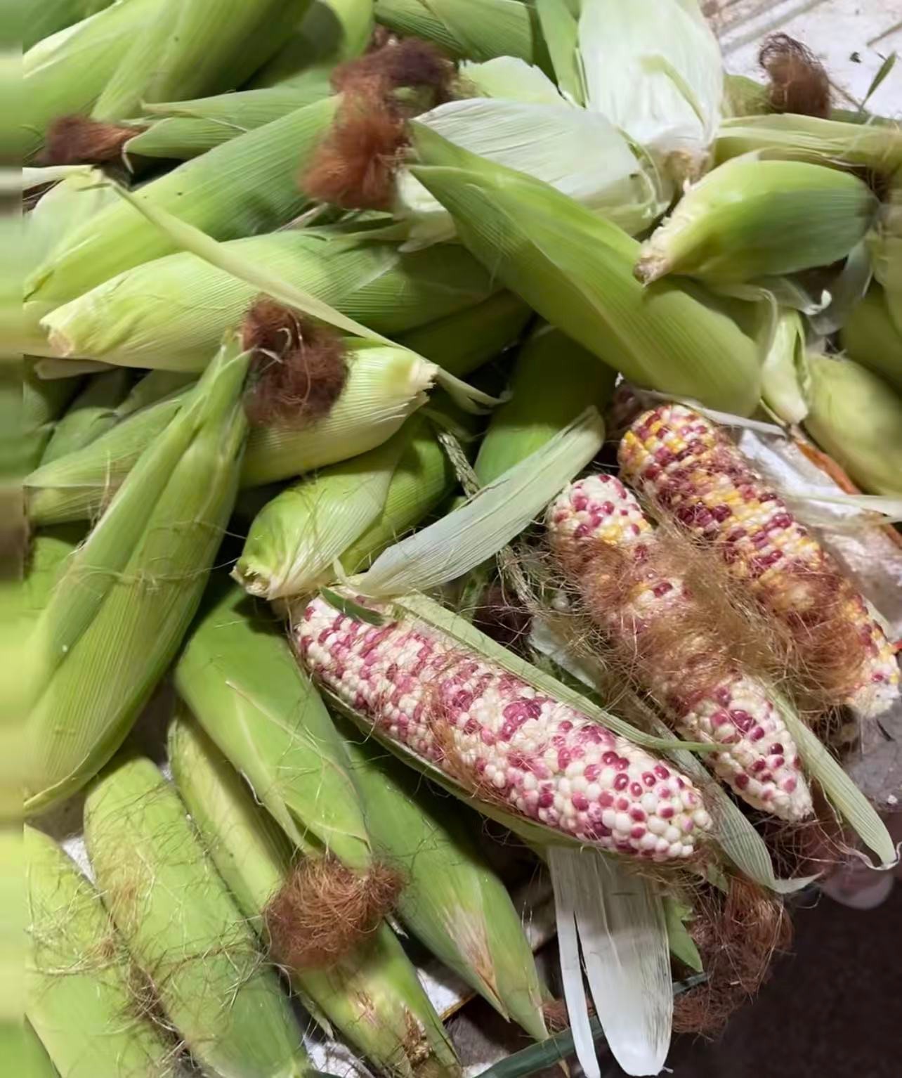 Organic Sweet Sticky Waxy Mixed Variety Glutinous Corn Non-GMO 糯玉米