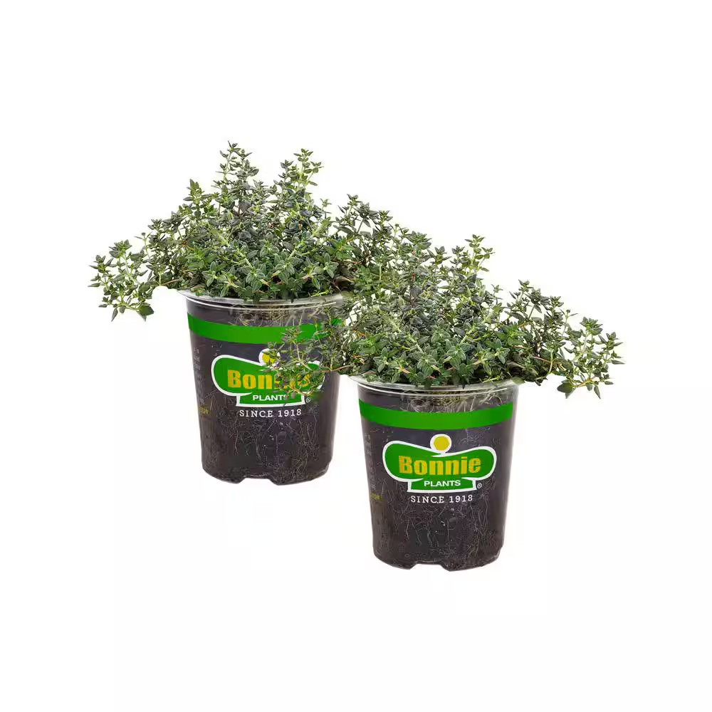 19 Oz. German Thyme Herb Plant (2-Pack)