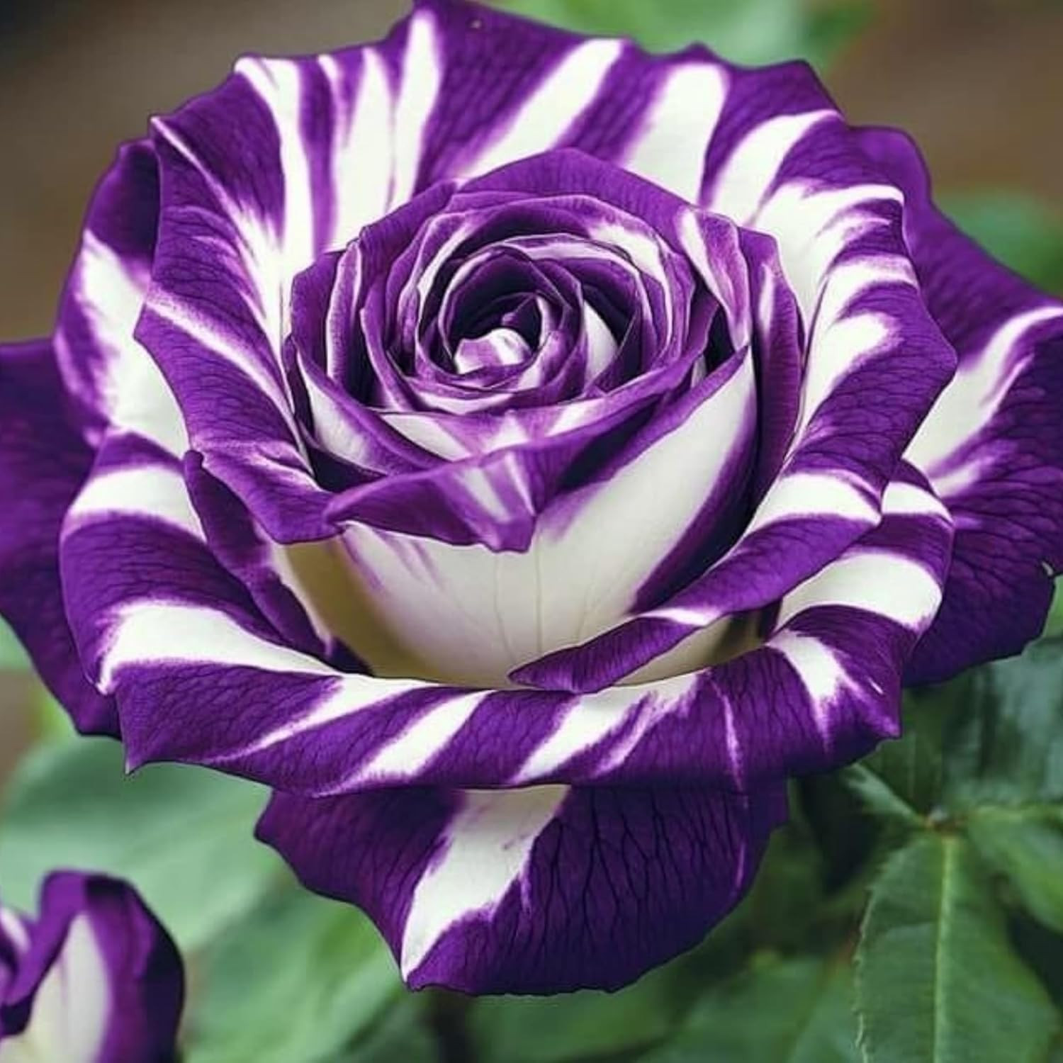 290+ Mixed Color Rose Seeds for Planting – Heirloom Non-GMO Perennial Rosa Flowe