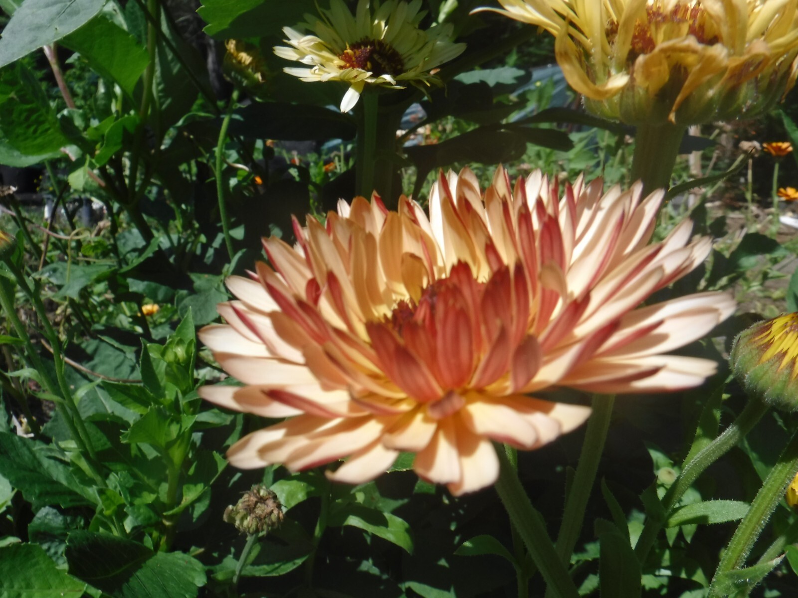 calendula mix 35+ Seeds