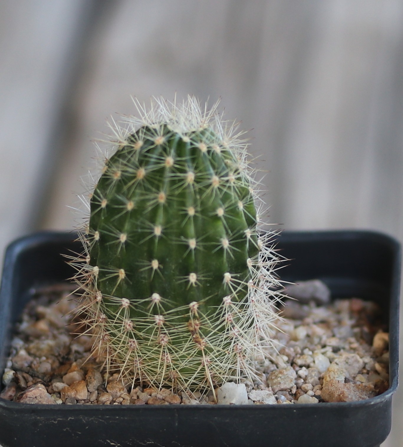 Echinopsis hybrid ‘Reverie’