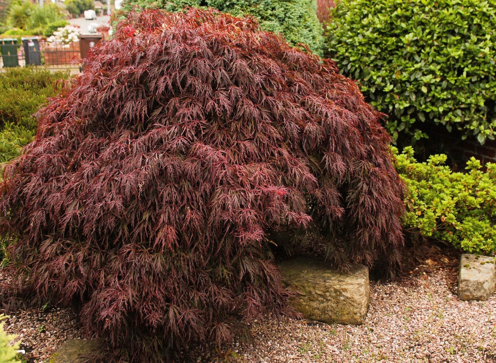 10 Red Dwarf Japanese LACELEAF MAPLE Tree Acer Palmatum Atropurpureum Seeds