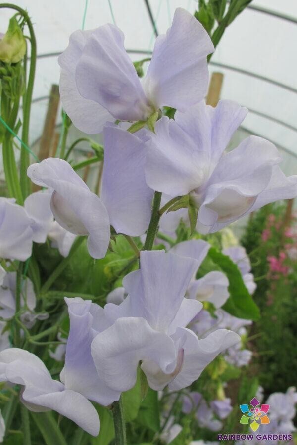 50+ Solstice Light Blue Sweet Pea Seeds for Garden – USA – FREE SHIPPING!