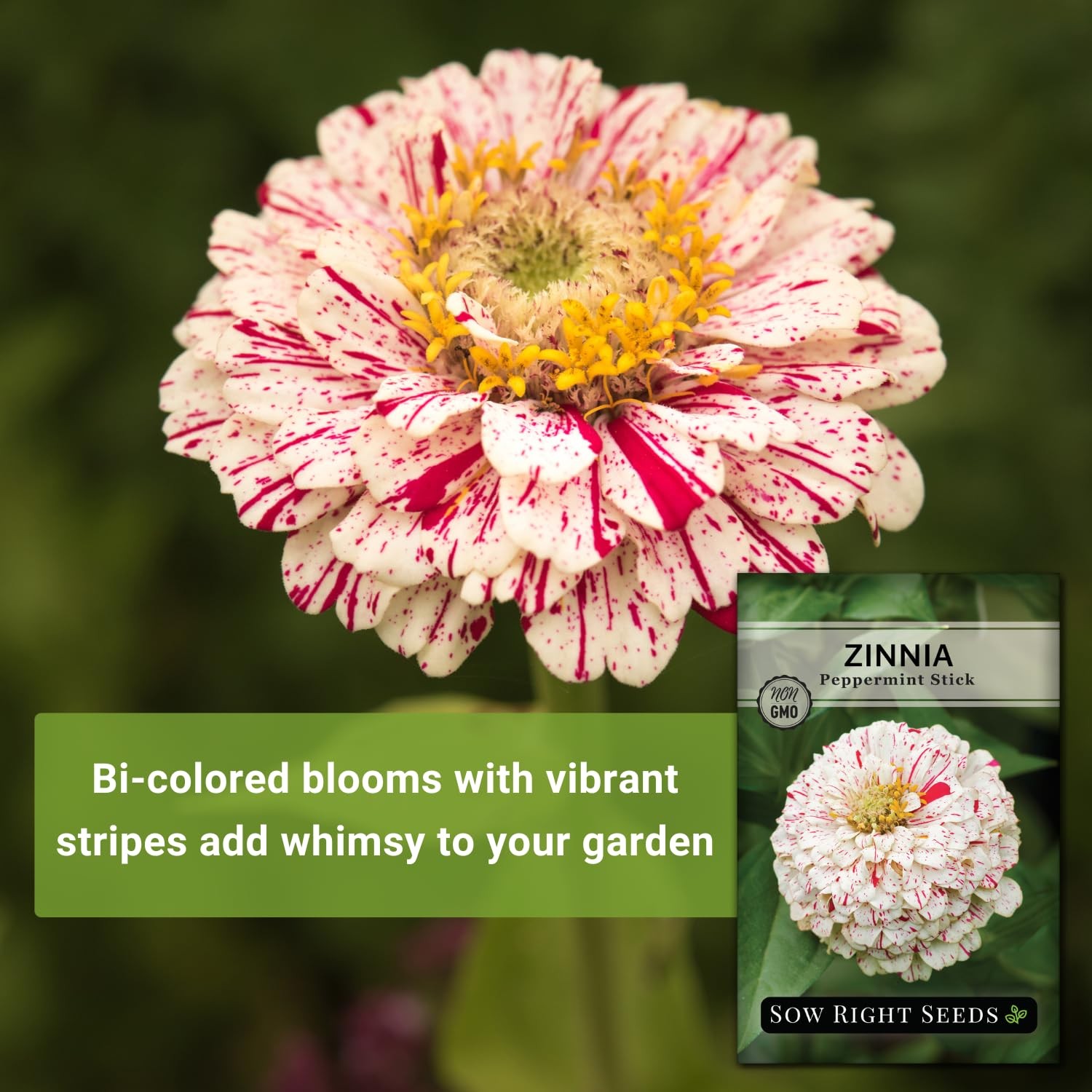 – Peppermint Stick Zinnia Seeds for Planting – Non-GMO Heirloom Packet to Pla…