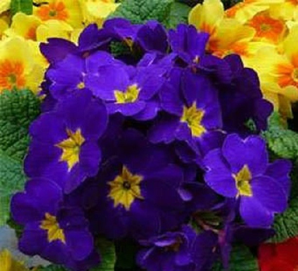 25 Blue Common Primrose Seeds Flower Seeds