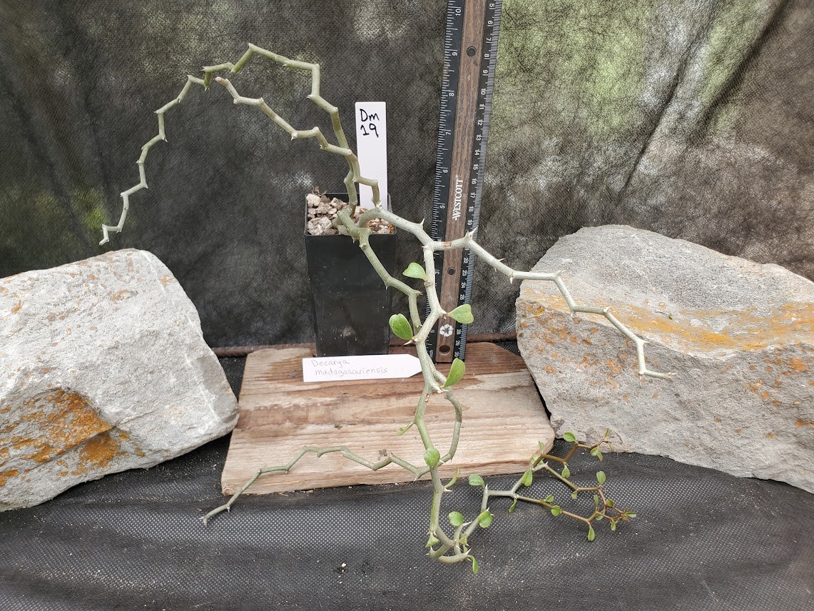 Decarya madagascariensis – Zig Zag Plant – Madagascar – Rooted Lot Dm19