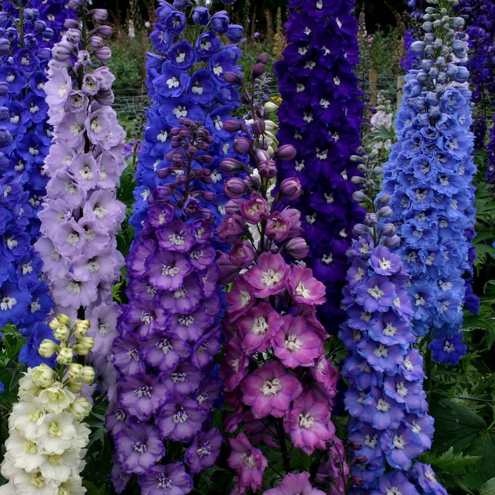 50 Dark Mix Delphinium Seeds Perennial Garden Flower Seed Flowers 129 US SELLER