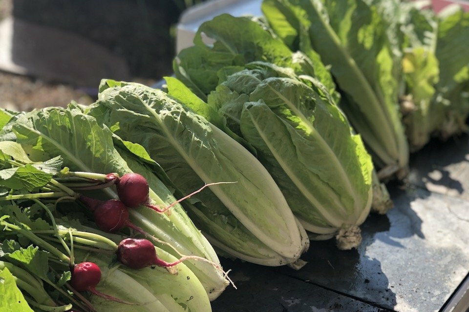 .5g/500+ Seeds JERICHO ROMAINE LETTUCE, NON-GMO, HEAT TOLERANT, FULL of FLAVOR