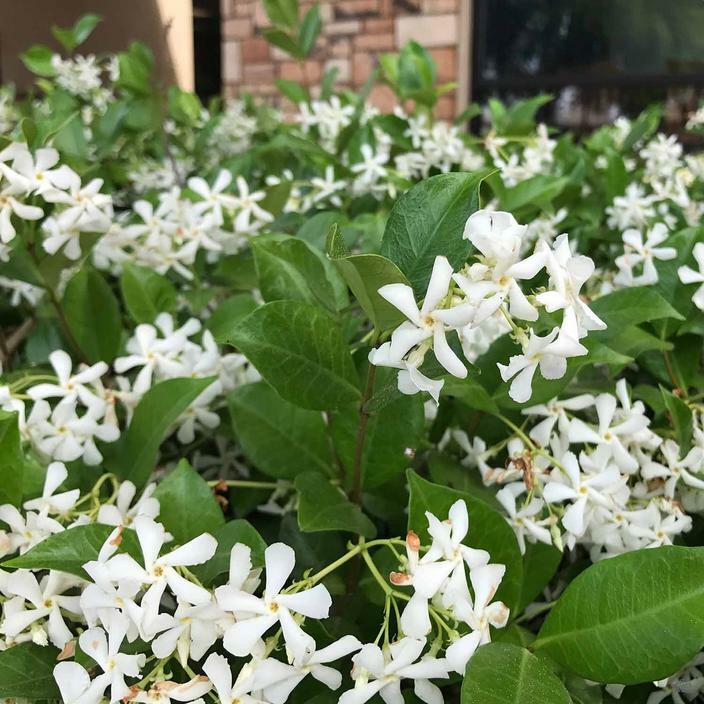 ~~CONFEDERATE STAR JASMINE~~Rooted STARTER Plant~~Extremely Fragrant Vine~~USA