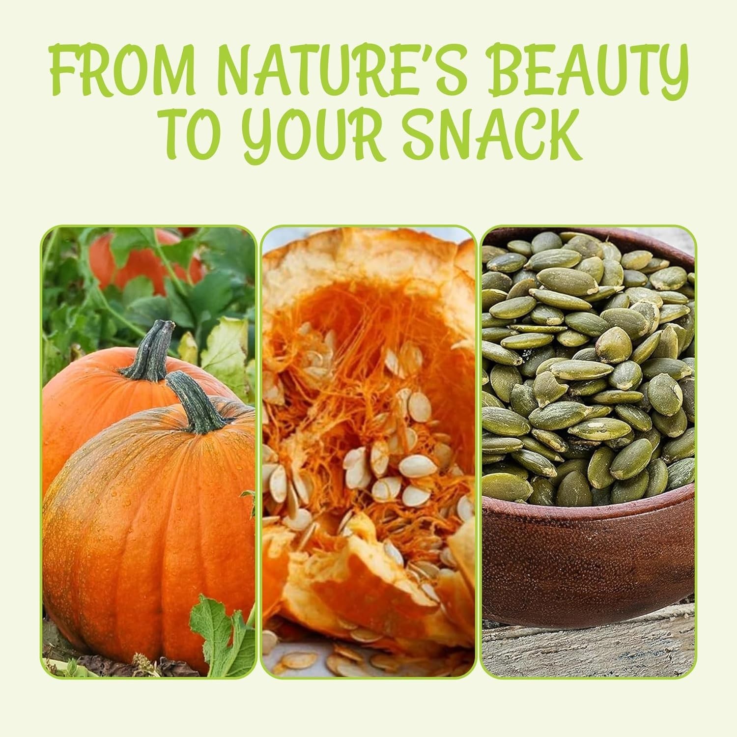 Kosher Certified Pumpkin Seeds – 2 lb No Shell Pepitas