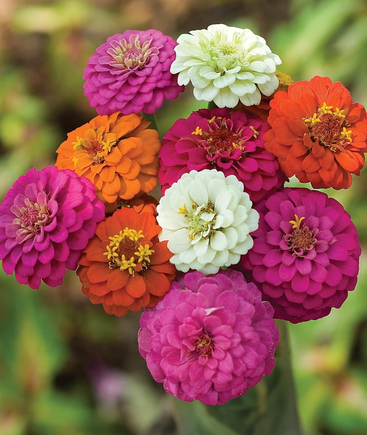 PLANTMEW 5000+ Zinnia Seeds Flower for 2026 1.5 Ounce Pouch, Colorful