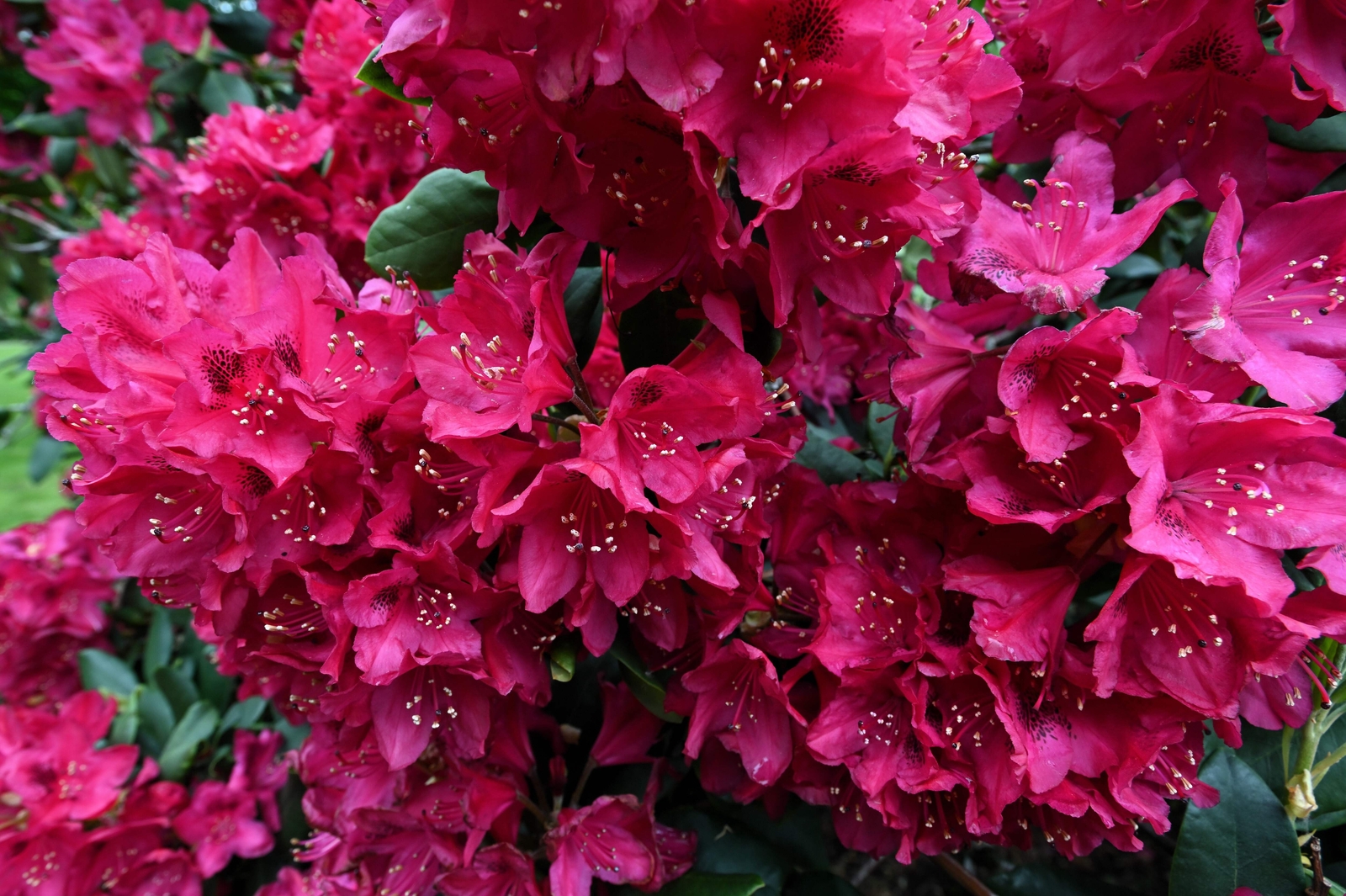 50 Rosebay RHODODENDRON Maximum White Pink Laurel Bush Shrub Flower Seeds