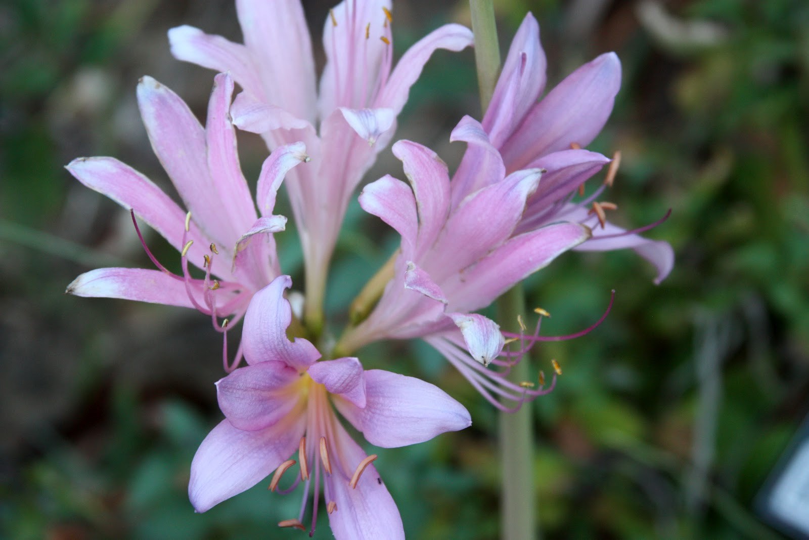 Magic Naked Lady Resurrection Lily Lot 3 Bulbs
