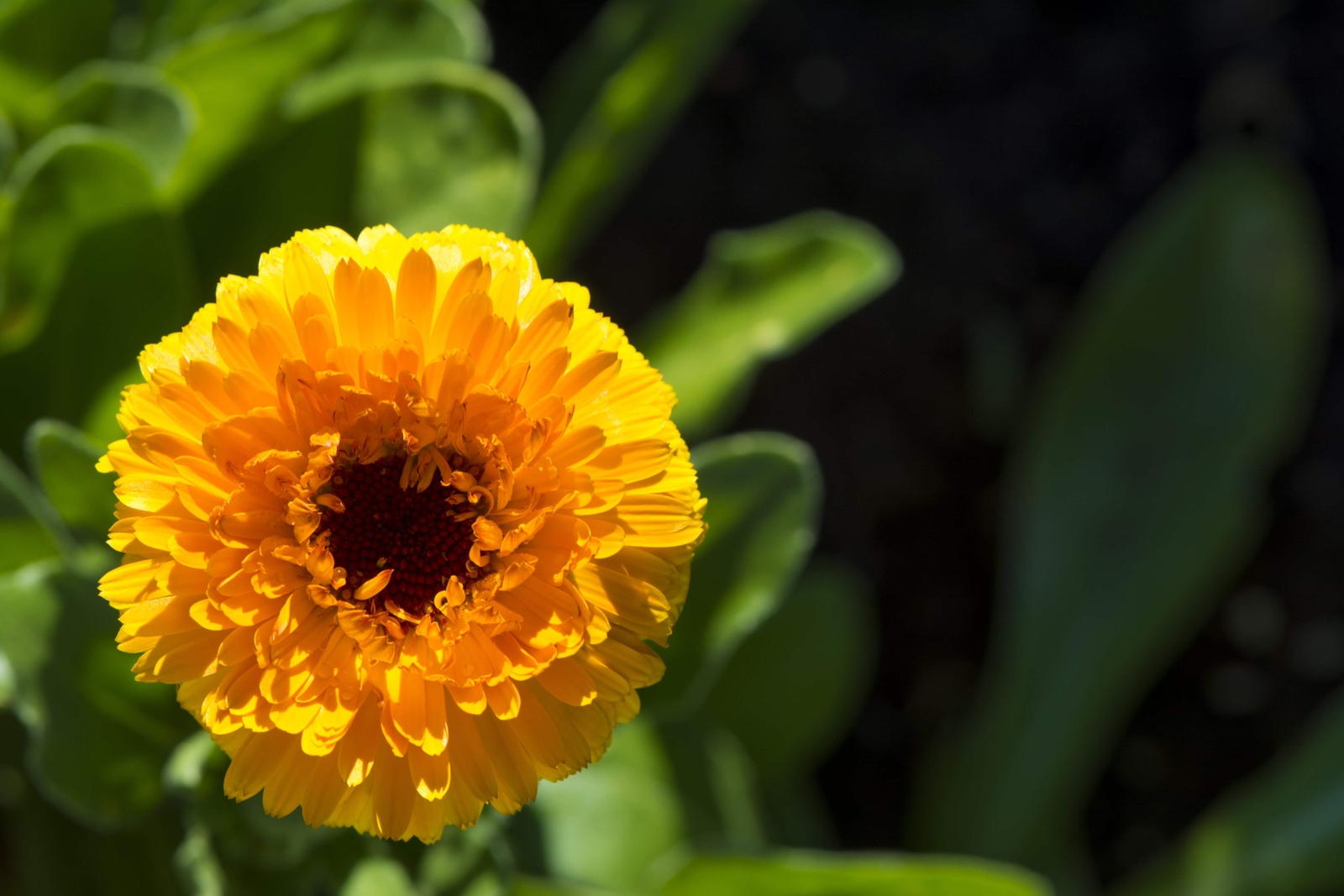 500 PACIFIC Beauty YELLOW MARIGOLD Calendula Officinalis Flower Seeds