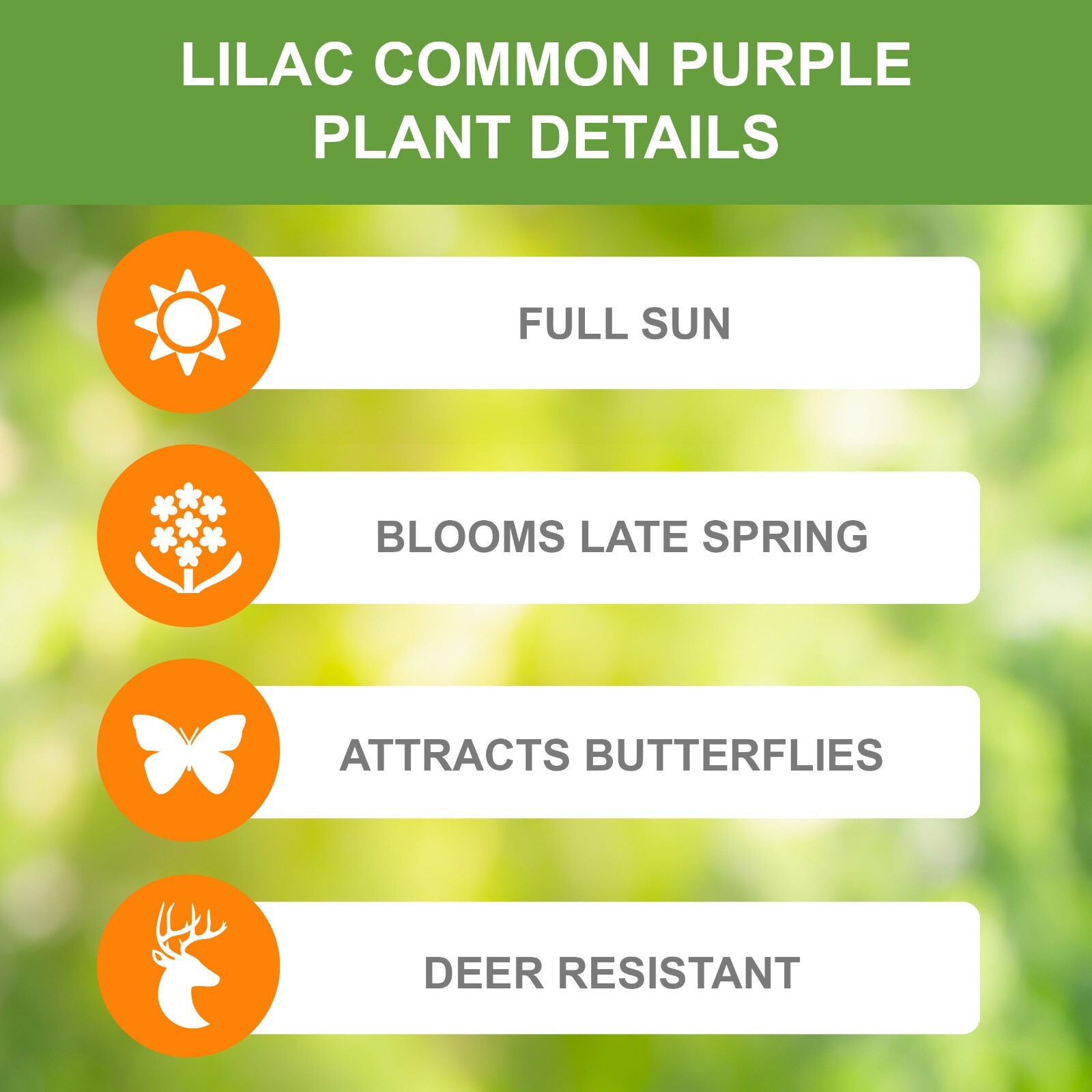 Garden State Bulb Common Purple Lilac Shrub, Bare Root, Spring Planting
