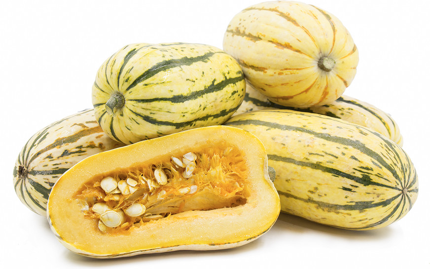 Delicata Squash Seeds 20 Ct Winter Vegetable Garden Sweet Potato Squash FREE S&H