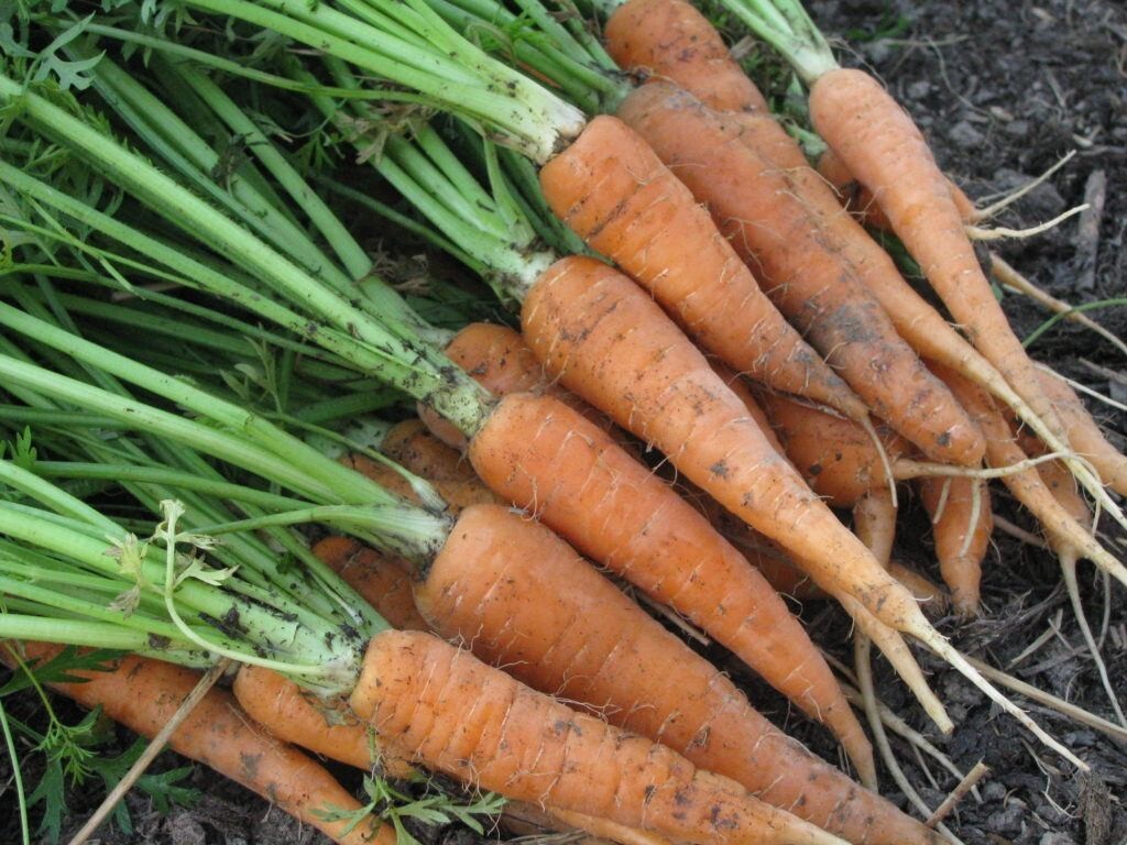 300+ Chantenay Red Core Carrot Seeds NON-GMO HEIRLOOM- Free Shipping #77