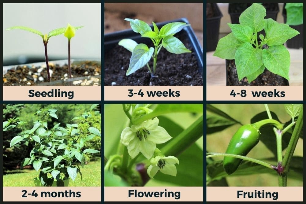 🍀Early Jalapeno Pepper Seeds 25+ Hot Spicy Salsa Garden Heirloom Non-GMO 🇺🇸