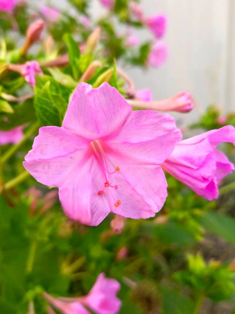 Baby Pink Four O’ Clock Seeds | Mirabilis Marvel Light Violet Flower Seed 2025