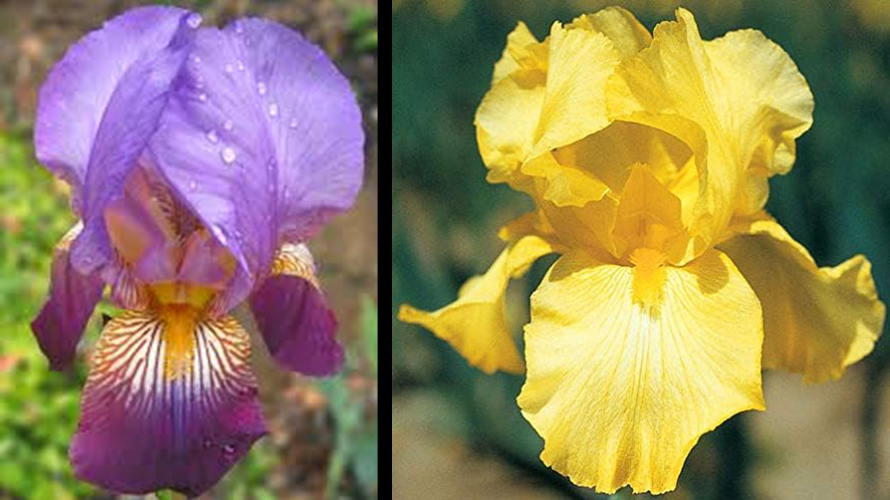 FRAGRANT Mixed Bearded Iris 6 Rhizomes Hardy Perennial Purple And Yellow