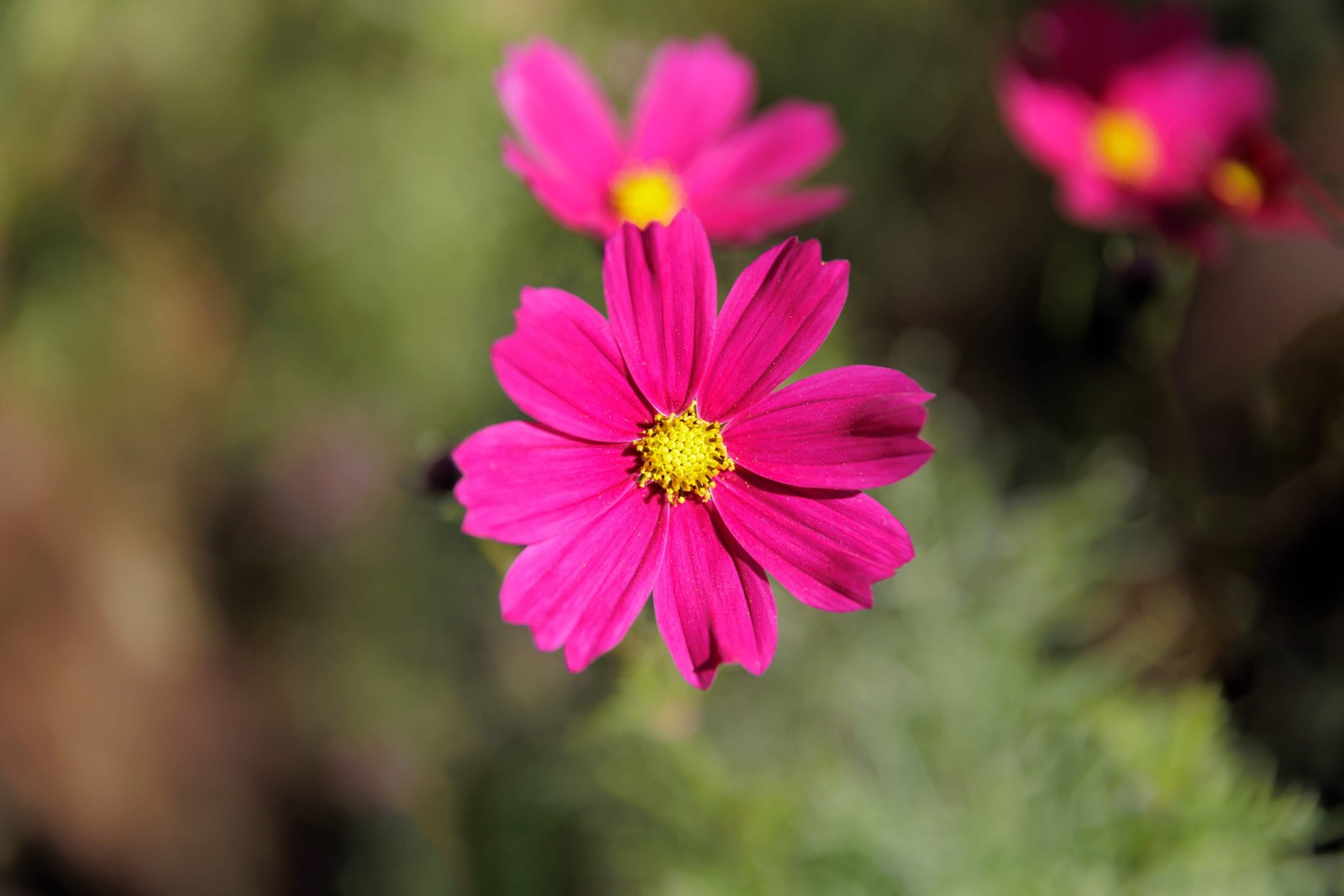 300 Wine Red TETRA VERSAILLES COSMOS Bipinnatus Hummingbird Flower Seeds