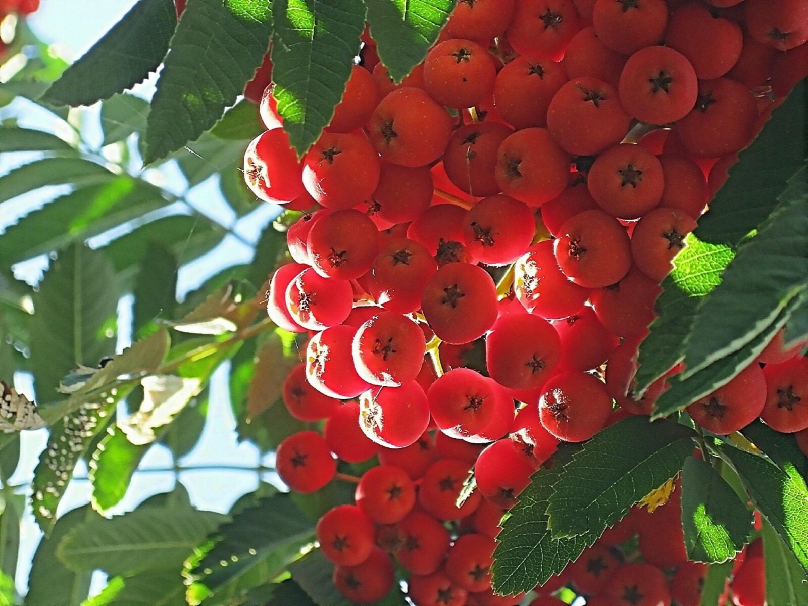 18-24” tall European Mountain Ash 2 Year Old (Sorbus aucuparia) tree