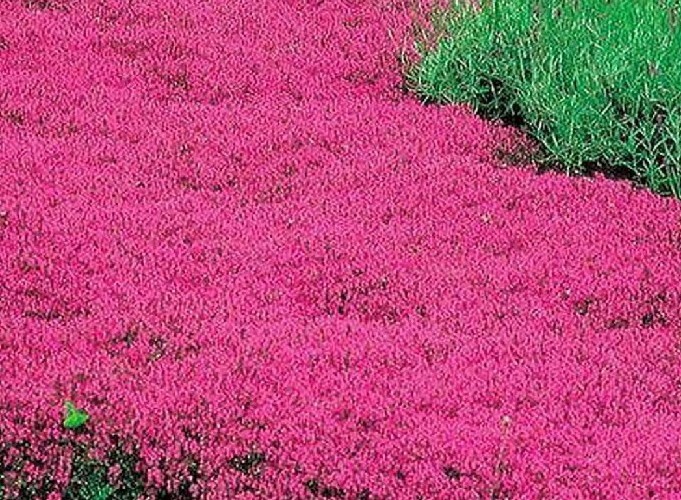 20+ Creeping Thyme SCARLET Ground Cover Perennial Seeds Red Herb Short Non-GMO