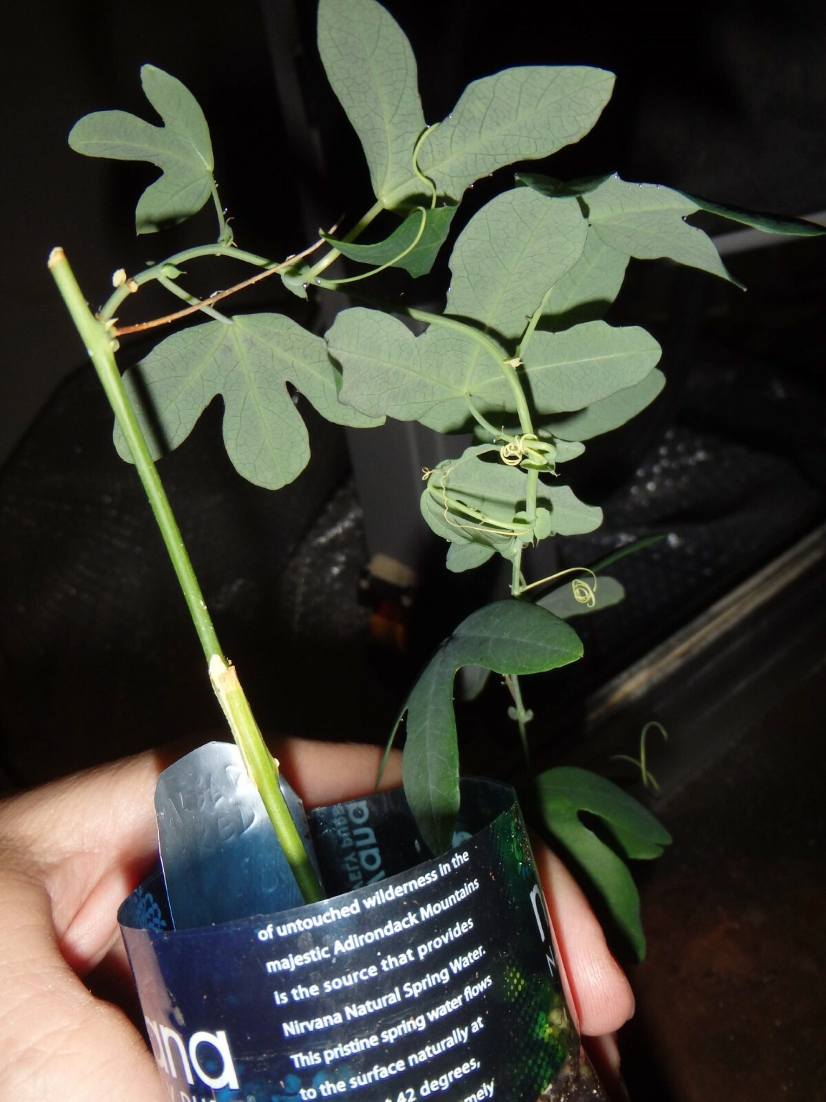 Passiflora “Amethyst” Passion flower vine, 10-16 inches long