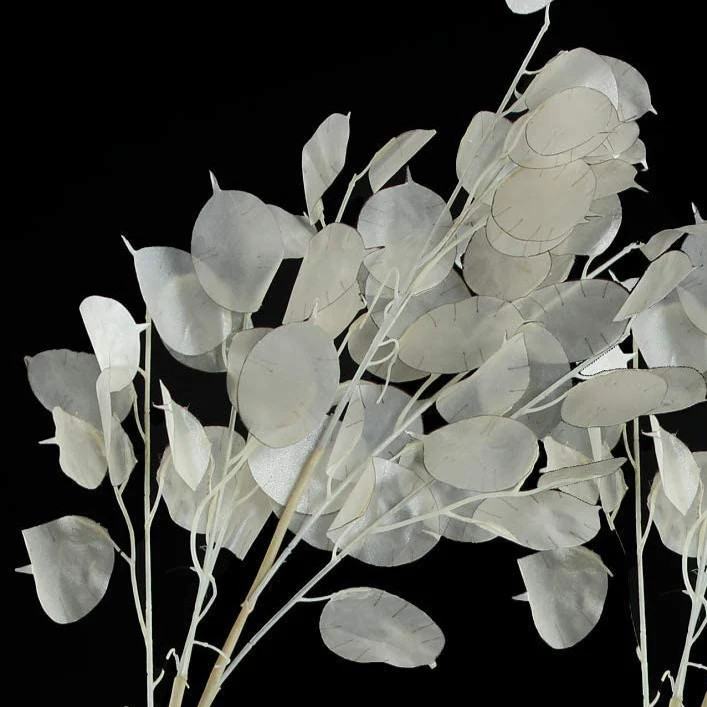 Money Plant Seeds (Lunaria) | Silver Dollar Plant Honesty Coins Flower Seed 2024
