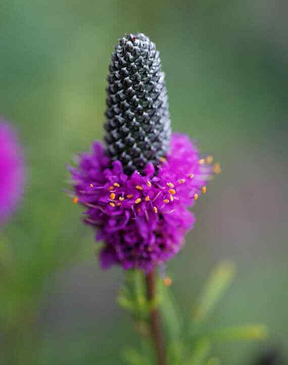 Purple Prairie Clover Seeds 250+ NATIVE WILDFLOWER USA FREE SHIPPING PERENNIAL