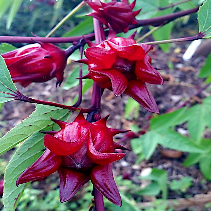 Roselle Seeds Hibiscus sab Jamaican Sorrel Florida Cranberry RARE LUOSHEN FLOWER