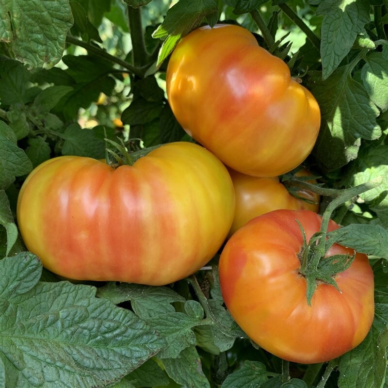 30+ HILLBILLY TOMATO SEEDS – HEIRLOOM – ORGANIC – NON GMO ———— RARE