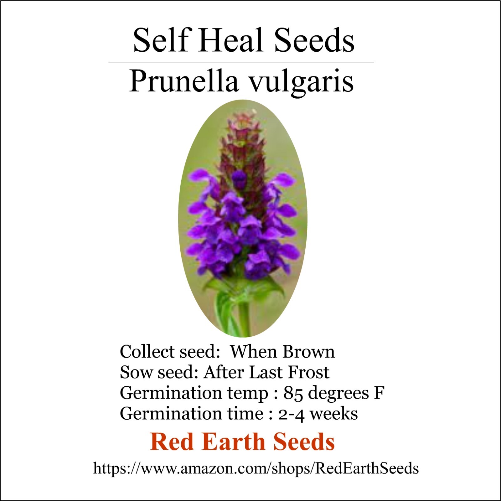Self Heal – 2 seed heads – Prunella vulgaris