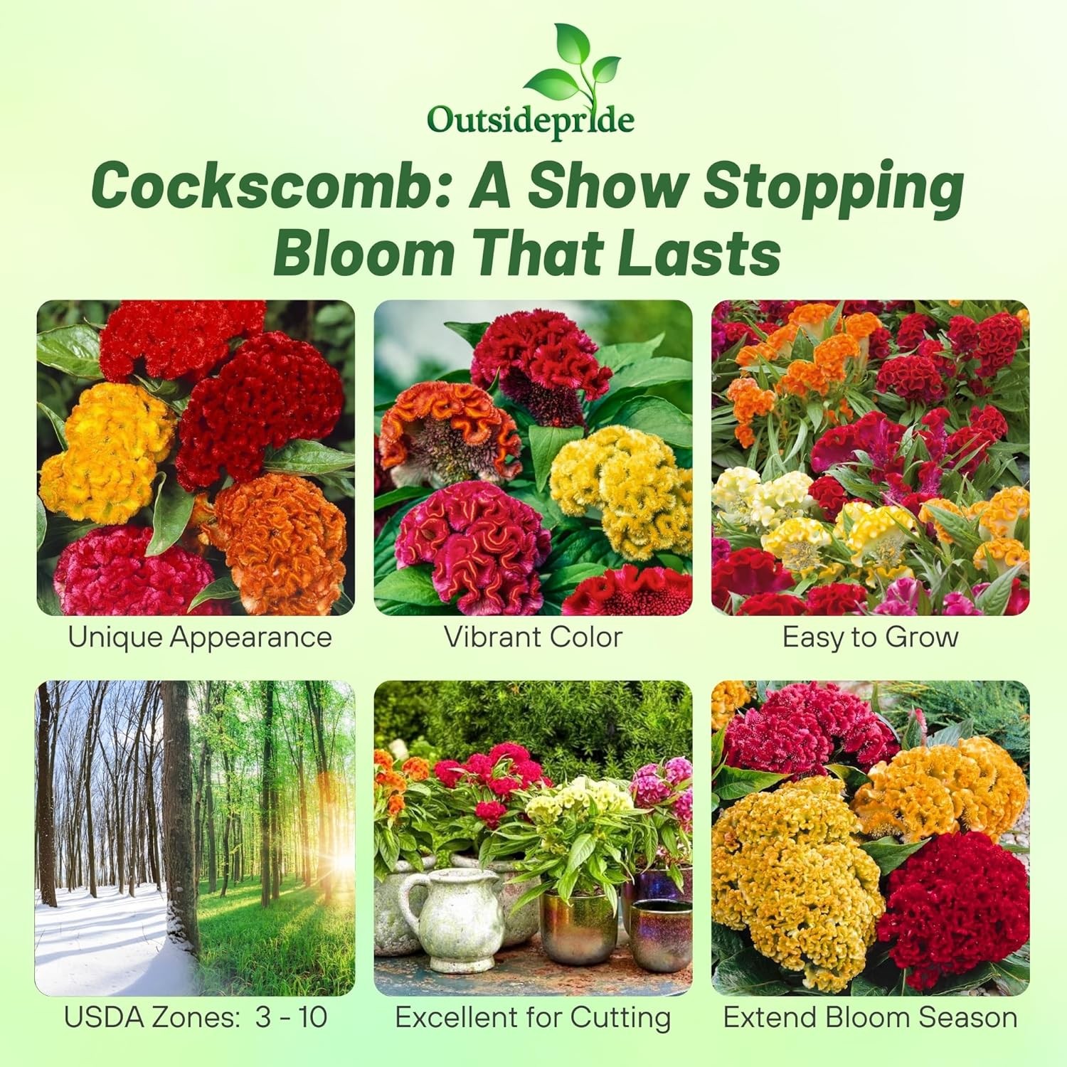 500 Seeds Cockscomb Seeds – Celosia Cristata Flower Seed Mix