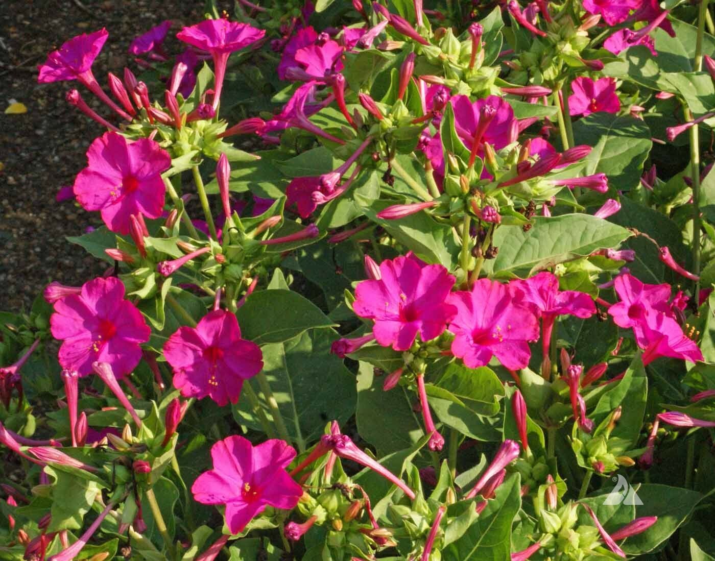 Four O’Clock ROSE Flowers Perennial NonGMO Hummingbirds Love 25 Seeds