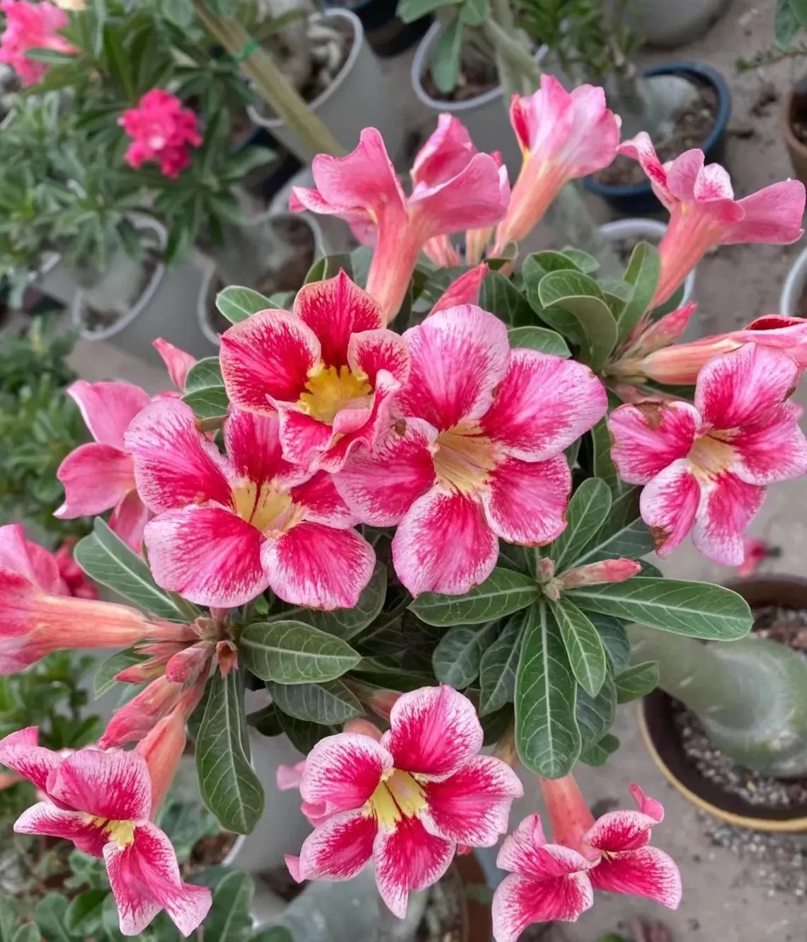 5Pcs Rare Desert Rose Seeds Garden Flower Decor-seed