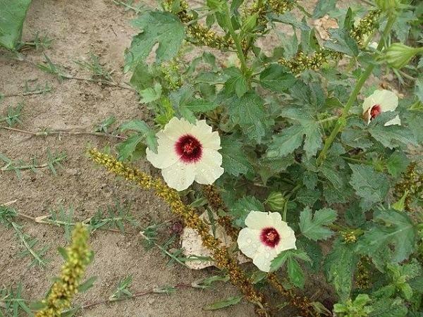 Hibiscus sabdariffa | Yellow Flower | Roselle | Karkadeh | Pundi Palle | 10 Seed