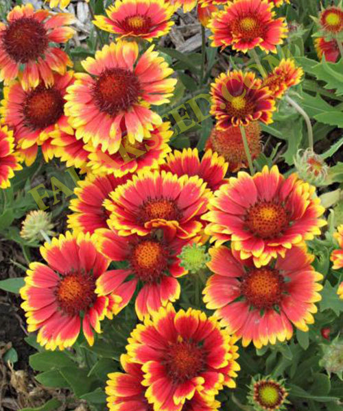 201+BLANKET FLOWER Seeds Native Wildflower Perennial Drought Heat Container Easy